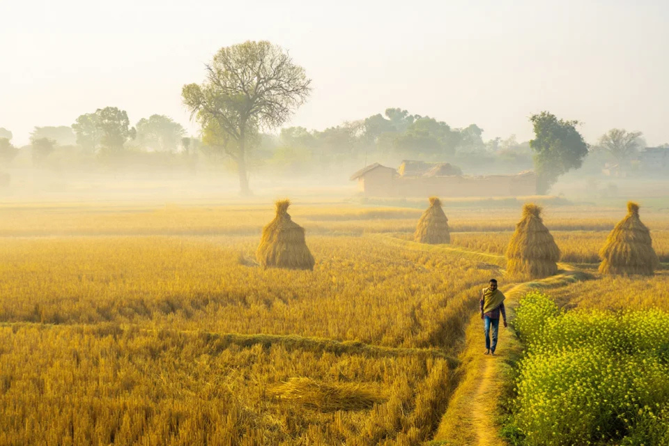 Makar Sankranti (Tila Sankrant): Agrarian Cycles and Food Traditions in Bihar